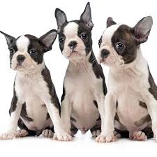 Boston Terrier Breed: Characteristics, Care & Photos | Bechewy