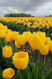 Tulip Flowers Spring Flowers Flowersandflowerthings Tulips Flowers Yellow Flowers Yellow Tulips