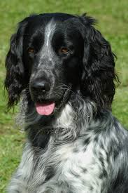 Image result for Velký münsterlandský ohař