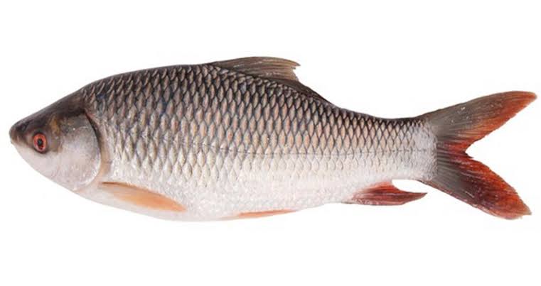 রুই মাছ