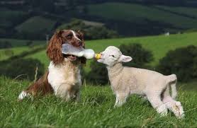 29 Examples Of Animals Helping Their Interspecies Friends Animals Friendship Cute Animals Animals Friends