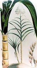 Image of sugarcane crops in pakistan