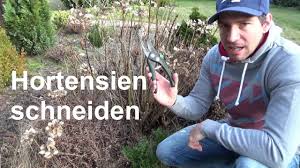 Bauernhortensien bilden bis zum ende des jahres schon blütenknospen für. Hortensien Schneiden Bauernhortensien Und Rispenhortensien Richtig Zuruckschneiden Youtube