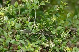 Image result for Helixanthera schizocalyx