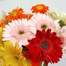 Untuk orang awam, bunga gerbera hanyalah tanaman hias outdoor yang sering digabungkan oleh jenis tumbuhan lainnya dalah bouquet bunga. Jual Promo Paket 10 Tanaman Hias Gerbera Terbaru Juli 2021 Blibli
