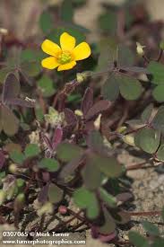 Image result for Oxalis corniculata
