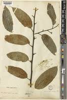 Image result for Strombosia