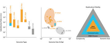 And could it pose a threat to the success of a future vaccine? D614g Putting The Mutation In Perspective The Native Antigen Company