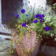 Creating mono pots (with a single type of plant in each container) is a simple, yet dramatic, way to emphasis each individual plant's beauty. Your Best Garden Pots Ever 6 Tips For Brilliant Container Gardening The Middle Sized Garden Gardening Blog
