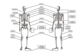 Rib cage anatomy posterior view. Crossfit The Skeleton Anterior And Posterior Views