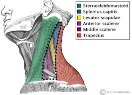The anterior jugular vein (v. Posterior Triangle Of The Neck Subdivisions Teachmeanatomy