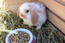 Alice follows the rabbit across a field and down a rabbit hole. What S The Longest You Can Leave A Rabbit Alone Rabbit Care Tips