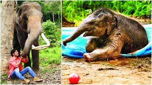 Nonton movie jungle (2017) streaming film layarkaca21 lk21 dunia21 bioskop keren cinema indo xx1 box office subtitle indonesia gratis online download | nonton.pro. Vidyut Jammwal S Junglee Finally Here S A Film For Kids