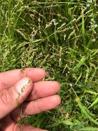 Image result for Steinchisma laxum