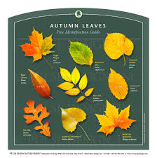 Check spelling or type a new query. Outdoor Interpretive Signs Tree And Leaf Identification Guides Parts Of Tree Anatomy Pulse Design Outdoor Interpretive Signs