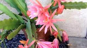 How to make epiphyllum cactus or orchid cactus bloom. Epiphyllum Orchid Cacti Youtube