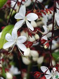 Image result for Clerodendrum
