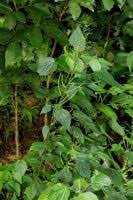 Image result for Acalypha racemosa