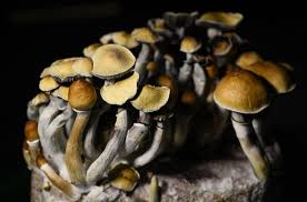 Image result for Psilocybin