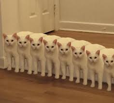 The way that this cat is sitting in this photo is a little too calm for our liking. The Internet Had Its Way With A Photo Of A Cat Sitting Awkwardly