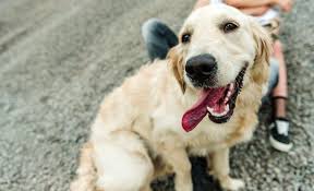 But, by using a black lab parent, many breeders aim to get puppies with a black coat. 19 Adorable Golden Retriever Mixes Cute And Clever Canines