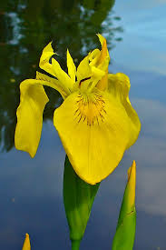 Image result for Iris pseudacorus