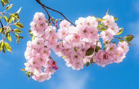 Maybe you would like to learn more about one of these? Wallpaper Light Flowers Cherry Beauty Branch Spring Sakura Pink Flowering A Lot Blue Sky In Bloom Images For Desktop Section Cvety Download
