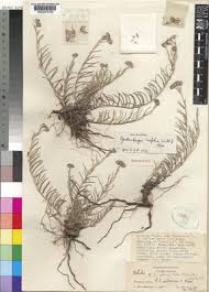 Image result for Gutenbergia rueppellii