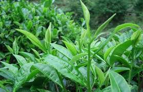 Kết quả hình ảnh cho tra xanh say kho