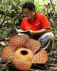 Rafflesia Arnoldii The Largest Individual Flower On Earth Aka Corpse Flower One Of The Three National Flowers Of Corpse Flower Strange Flowers Unusual Flowers