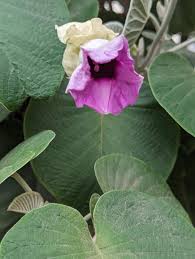 Image result for Argyreia nervosa