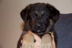 Attached please find new pictures of kona. Baby Lilly 6 Week Old Purebred German Shepherd Puppy For Sale For Sale In Arcola Pennsylvania Classified Americanlisted Com