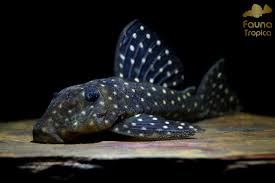 Image result for Lijndenia sp. cf barteri