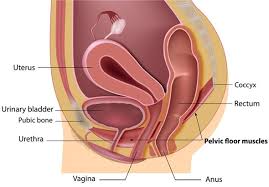 Inserts on to the humerus. Pelvic Floor Muscles