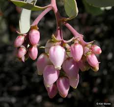 Image result for Maerua grantii