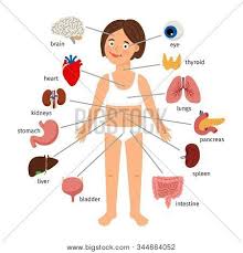 For more related videos, visit. Girl Internal Organs Vector Photo Free Trial Bigstock