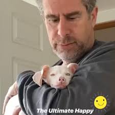 Happy Father's Day to Piglet's Favorite Dad! , It took about 30 seconds for  the tiny one pound 7 week old deaf blind pink puppy to attach his deepest  love to Warren Shapiro, his then foster dad. , ...