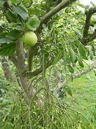 It does not grow as far north as new york. Mistletoe Wikipedia
