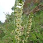 Image result for Heliotropium zeylanicum