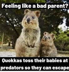 Best 30 Quokka Fun On 9gag