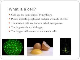 Maybe you would like to learn more about one of these? Chapter 7 A View Of The Cell What Is A Cell Cells Are The Basic Units Of Living Things Plants Animals People And Bacteria Are Made Of Cells The Ppt Download