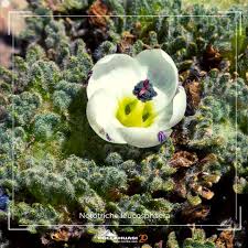 Image result for Leucosphaera