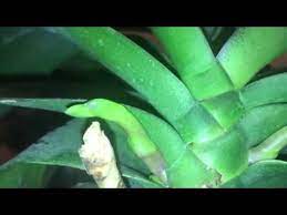 Fakat eğer gündüz boyu ışık şiddeti yeterli olmazsa ve hava pek serin değilse çiçek tomurcukları oluşturacağı bir yan dal uzatmaz. Orkidelerim Hizla Cicekleniyor Orkide Dal Gelisimi Youtube
