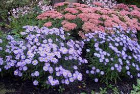 Sedum And Asters Heat Tolerant Plants Plants Sedum