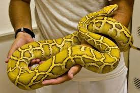 Caramel Albino Burmese Python Very Rare Burmese Python Snake Pet Snake