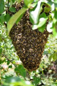 Essaim D Abeilles Que Faire Au Refuge Des Graines