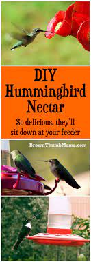 Hummingbird Food Recipe Hummingbird Food Hummingbird Nectar Humming Bird Feeders