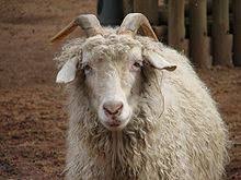 [click the audio icon to kambing gurun : Kambing Wikipedia Bahasa Indonesia Ensiklopedia Bebas