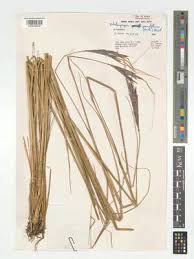 Image result for Diheteropogon filifolius