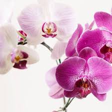 Profile for Elzbieta Grove Foundation